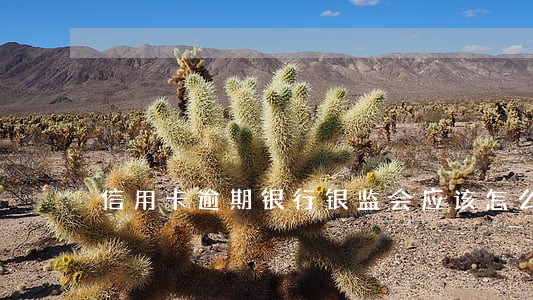 信用卡逾期银行银监会应该怎么说 信用卡逾期银行银监会应该怎么说