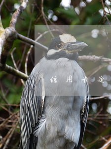 信用卡逾期银行风控部打电话 信用卡逾期银行风控部打电话