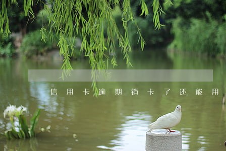 信用卡逾期销卡了还能用么 信用卡逾期销卡了还能用么