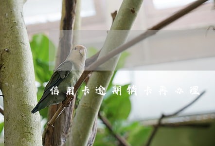 信用卡逾期销卡再办理 信用卡逾期销卡再办理