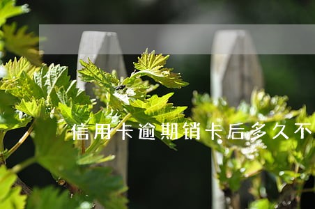 信用卡逾期销卡后多久不上征信