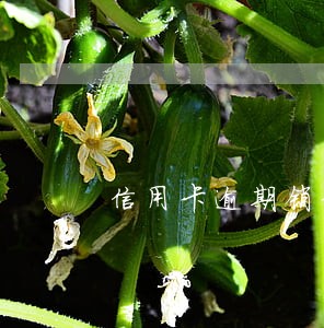 信用卡逾期销卡后能再申请吗 信用卡逾期销卡后能再申请吗