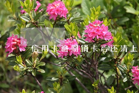 信用卡逾期销卡后还清上海