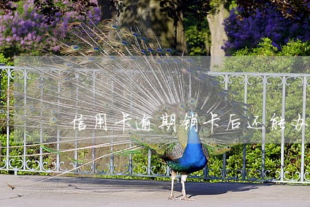 信用卡逾期销卡后还能办吗 信用卡逾期销卡后还能办吗