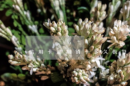 信用卡逾期销卡多久恢复征信 信用卡逾期销卡多久恢复征信