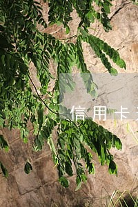 信用卡逾期销卡征信记录还在么 信用卡逾期销卡征信记录还在么