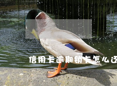 信用卡逾期销卡怎么还款 信用卡逾期销卡怎么还款