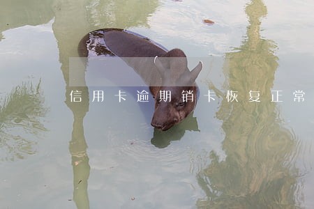 信用卡逾期销卡恢复正常