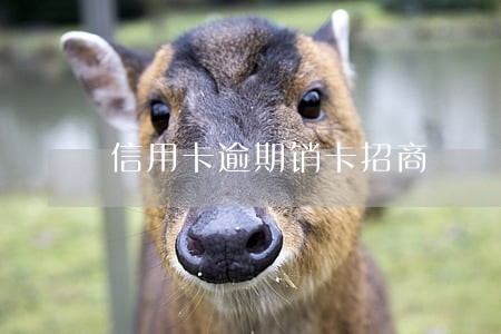 信用卡逾期销卡招商 信用卡逾期销卡招商