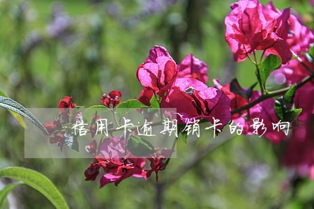 信用卡逾期销卡的影响 信用卡逾期销卡的影响