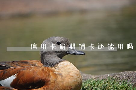 信用卡逾期销卡还能用吗 信用卡逾期销卡还能用吗