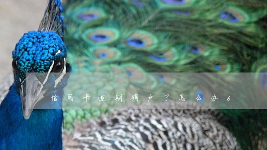 信用卡逾期销户了怎么办6 信用卡逾期销户了怎么办6