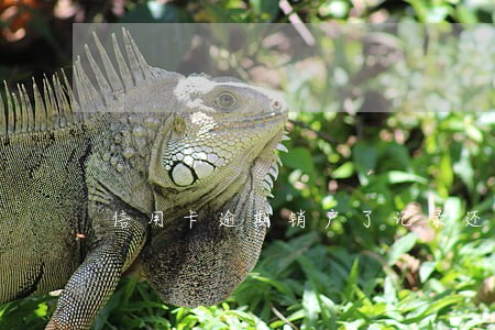 信用卡逾期销户了记录还在吗 信用卡逾期销户了记录还在吗