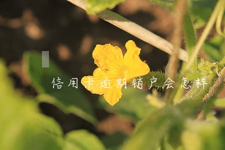 信用卡逾期销户会怎样 信用卡逾期销户会怎样