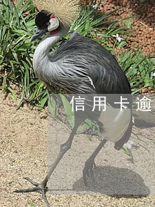 信用卡逾期销户呆账能消除嘛 信用卡逾期销户呆账能消除嘛