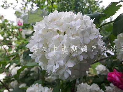 信用卡逾期销户已经三年了 信用卡逾期销户已经三年了