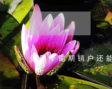信用卡逾期销户还能再申请吗 信用卡逾期销户还能再申请吗
