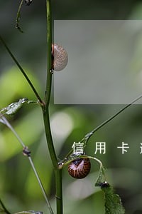 信用卡逾期销账什么意思 信用卡逾期销账什么意思