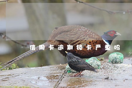 信用卡逾期锁卡严重吗