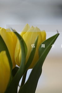 信用卡逾期锁卡怎么解 信用卡逾期锁卡怎么解