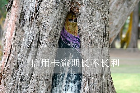 信用卡逾期长不长利 信用卡逾期长不长利
