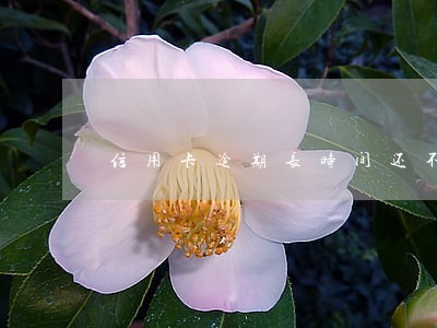信用卡逾期长时间还不上 信用卡逾期长时间还不上