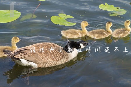 信用卡逾期长时间还不上怎么办 信用卡逾期长时间还不上怎么办