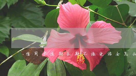 信用卡逾期长期不接电话会怎么样 信用卡逾期长期不接电话会怎么样