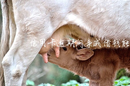 信用卡逾期问亲戚借钱能借到吗
