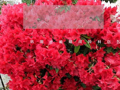 信用卡逾期间的利息怎么算 信用卡逾期间的利息怎么算