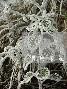 信用卡逾期降额后多久会恢复 信用卡逾期降额后多久会恢复
