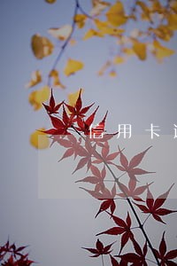 信用卡逾期降额的部分可以分期吗 信用卡逾期降额的部分可以分期吗