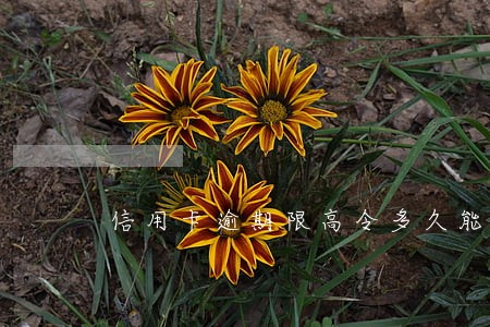 信用卡逾期限高令多久能接除 信用卡逾期限高令多久能接除