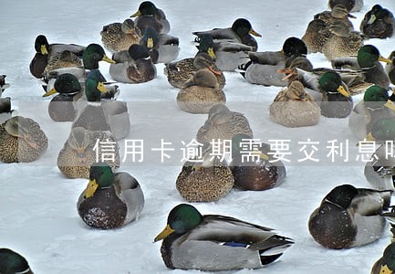 信用卡逾期需要交利息吗 信用卡逾期需要交利息吗