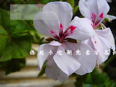 信用卡逾期需要写答辩状 信用卡逾期需要写答辩状