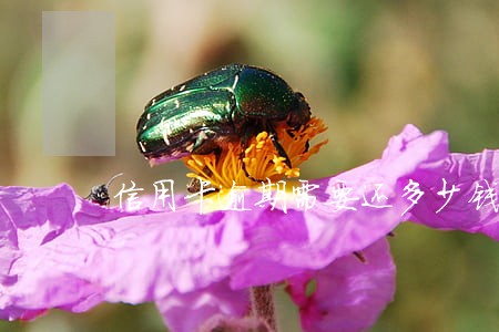 信用卡逾期需要还多少钱 信用卡逾期需要还多少钱