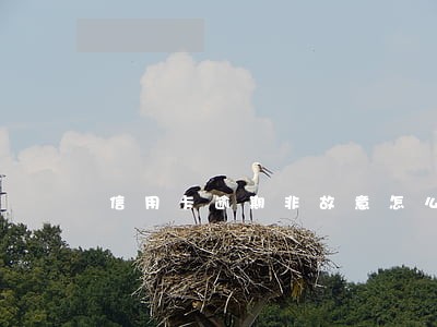 信用卡逾期非故意怎么写