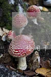 信用卡逾期非要一次性还清吗 信用卡逾期非要一次性还清吗