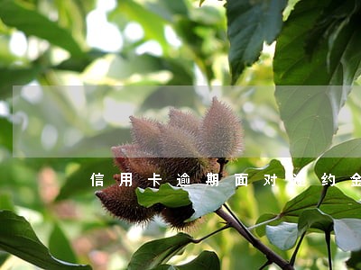 信用卡逾期面对违约金