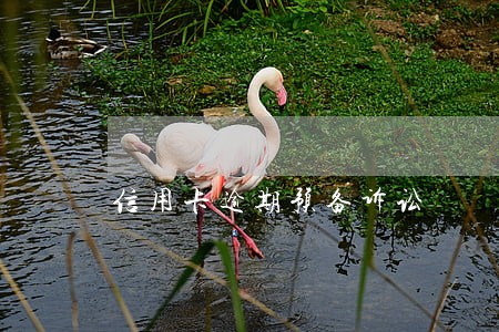 信用卡逾期预备诉讼 信用卡逾期预备诉讼