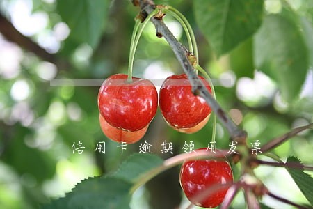 信用卡逾期领用发票 信用卡逾期领用发票