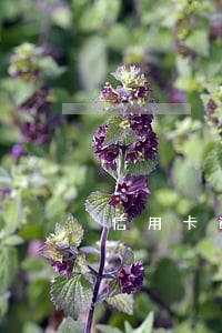 信用卡逾期额度会增加吗 信用卡逾期额度会增加吗