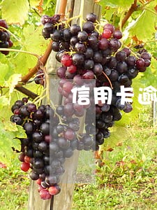 信用卡逾期额度多少列入黑名单 信用卡逾期额度多少列入黑名单