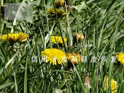 信用卡逾期额度恢复了