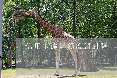 信用卡逾期额度暂时降一半 信用卡逾期额度暂时降一半