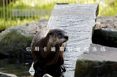 信用卡逾期额度被冻结 信用卡逾期额度被冻结