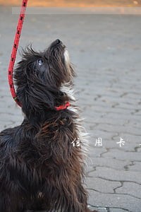 信用卡逾期额度被收回怎么办 信用卡逾期额度被收回怎么办