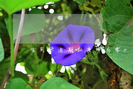 信用卡逾期额度降为零5年后