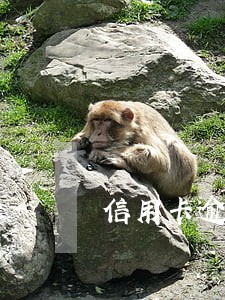 信用卡逾期额限固额 信用卡逾期额限固额