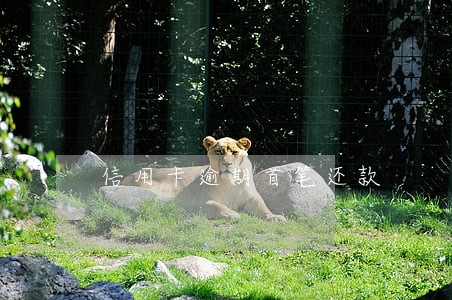 信用卡逾期首笔还款 信用卡逾期首笔还款